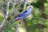 Pale-headed Rosella